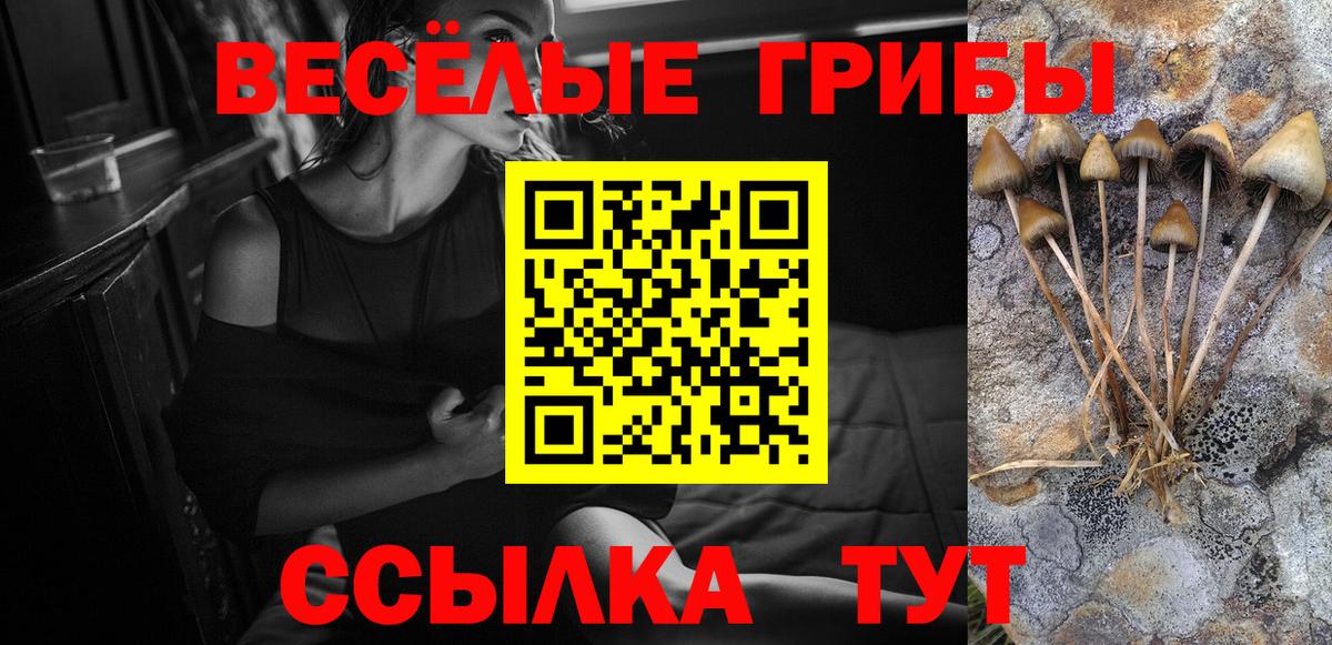Галлюциногенные грибы Psilocybe Новошахтинск
